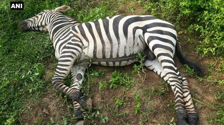 Zebra dies due to snake bite in Nandanvan Jungle Safari, it was recently brought from Ambani's zoo latest news hindi News cg big news khabargali 