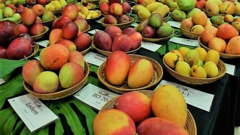 3-day National Mango Festival in Raipur, more than 200 varieties will be displayed latest News big news hindi News khabargli 