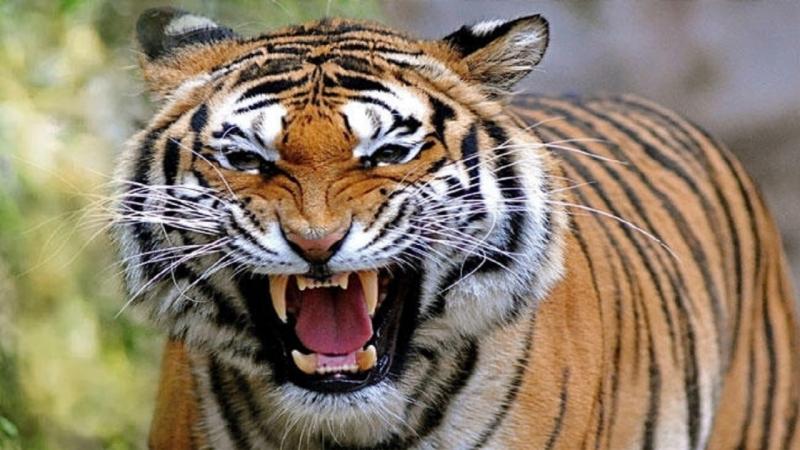 Tiger census will begin soon in Chhattisgarh forests, forest department officials busy in preparations latest News hindi news big News khabargali 