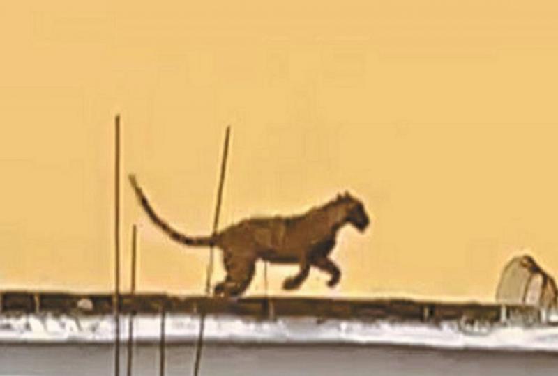 A dangerous leopard was stuck in the toilet for two days, panic spread in the entire village
