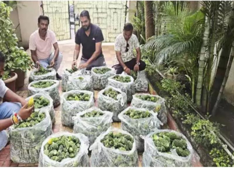 Unique initiative on Teej festival, councilor Akash Tiwari gifted bitter gourd to 1200 women Chhattisgarh news hindi News Big News latest khabargali 