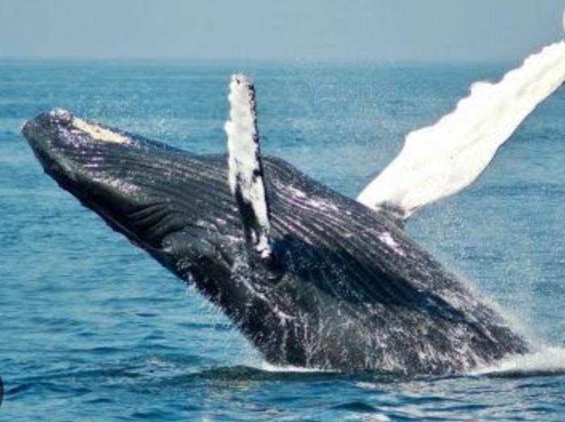 Amazing feat of GEC students, created satellite system to track whales, will be identified through live images and data cg hindi news big news latest News khabargali 