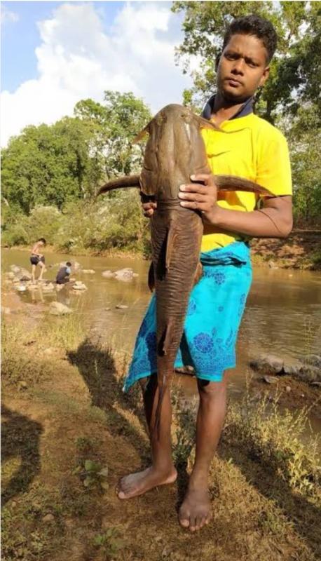 Rare 'Bodh' species of fish found in Indravati river, worshipped as goddess Chhattisgarh news hindi news latest News jagdalpur news khabargali 