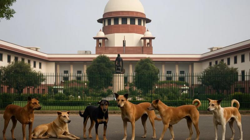 Supreme Court directs to prevent entry of stray dogs into schools, bus stands and hospitals big news latest News khabargali 