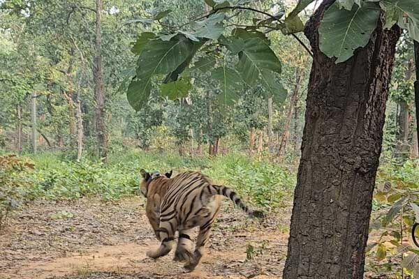 The roar of tigers will increase in Chhattisgarh. Six tigers will arrive from Madhya Pradesh, preparations are in the final stages. Chhattisgarh news hindi News big news khabargali 