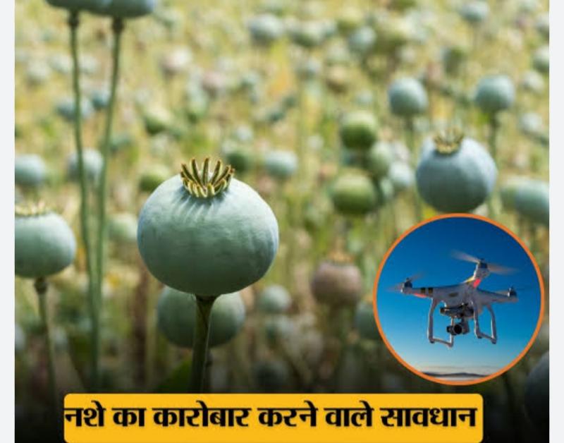 'Surgical Strike' via Drones: Administration Takes Major Action Against Opium Cultivation in Raigarh; Multiple Sites Destroyed Within 72 Hours. The 'Illicit Trade' of Opium Under the Guise of Vegetable Farming: Following Durg, Balrampur, and Tamnar, Opium Cultivation Racket Busted in Navin Ghatgaon and Mudagaon Lailunga, Chhattisgarh, Khabargali.