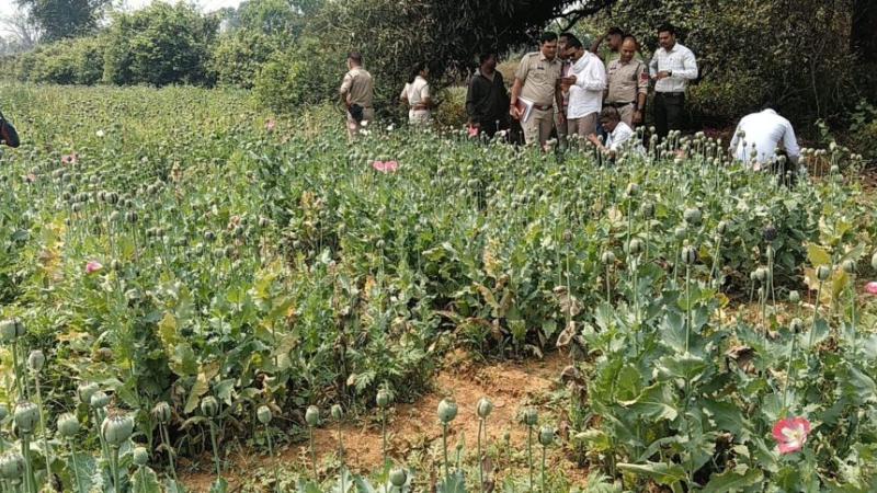  Opium cultivation busted, drug trade was going on under the guise of watermelon and cucumber. hindi news raigarh chhattisgarh khabargali 