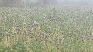  Illegal opium cultivation exposed in Balrampur, crop spread over two acres hindi news latest news khabargali 
