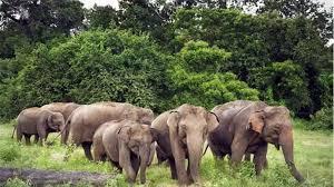 Elephants wreak havoc in Jharkhand, trampling three people to death hindi news latest news khabargali 