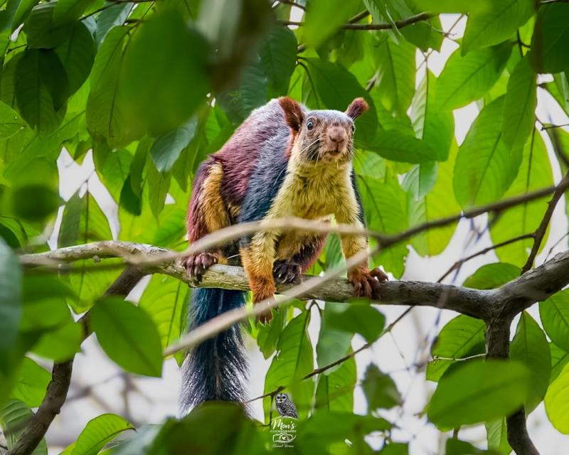  Rare giant Indian squirrel spotted in Devpur forest of Barnawapara, a major success in biodiversity conservation efforts raipur chhattisgarh hindi news khabargali 