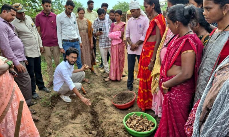 Dhamtari set to become a new hub for turmeric production; 250 farmers have adopted scientific farming methods. raipur hindi news latest news khabargali (85006)