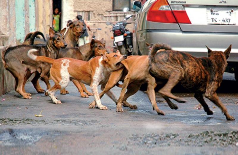 Child dies in stray dog attack in Korba; questions raised over safety measures; Municipal Corporation provides financial aid. Latest News hindi News khabargali 
