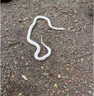 An extremely rare white krait found in Durg has been released into the wild; following its rescue, it was safely released into the forest Bhilai News khabargali 