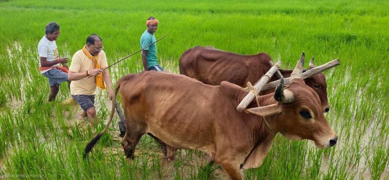 Chief Minister Vishnudev Sai ploughed the field with oxen, farmer style was again seen in the garden, Raipur, Jashpur, Chhattisgarh, Khabargali