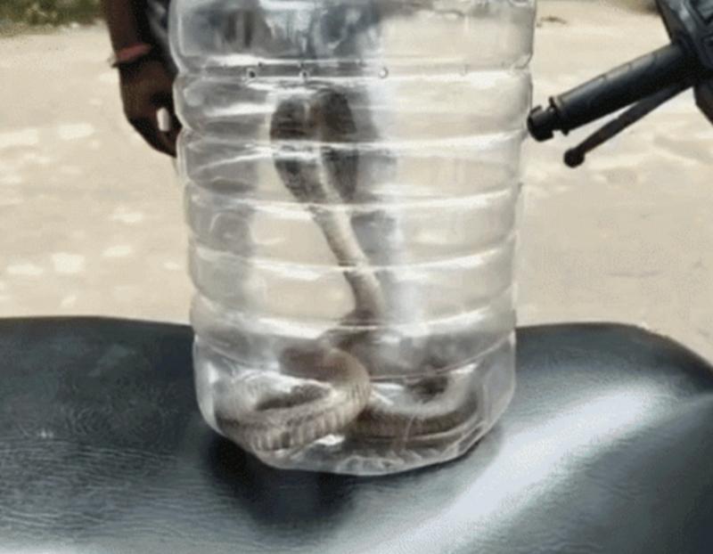 Young man bitten by a cobra; doctors said, "Bring the snake first, then we'll treat you." Hindi news latest news khabargali 