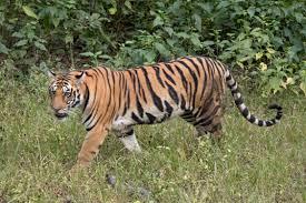  Tiger population set to rise in Achanakmar Tiger Reserve; three tigresses to arrive from Bandhavgarh. raipur hindi news khabargali 
