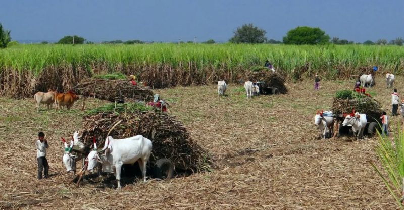 Major boon for sugarcane farmers in Chhattisgar price raised by 70 to 425 per quintal latest news hindi news khabargali 