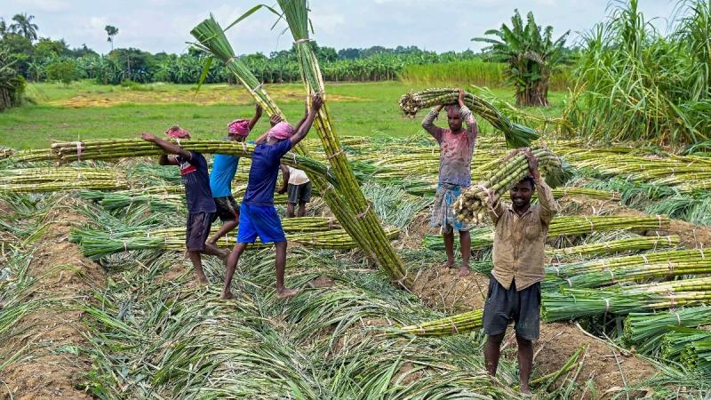 Increase in sugarcane bonus 14,961 farmers supplying to the Bhoramdeo factory will receive a bonus of  24.55 crore 