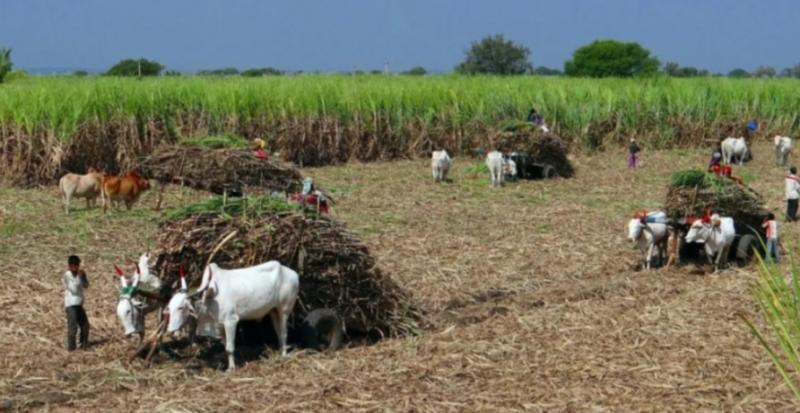 Major boon for sugarcane farmers in Chhattisgar price raised by 70 to 425 per quintal latest news hindi news khabargali 