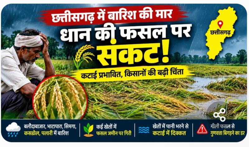 Chhattisgarh weather, paddy crop, unseasonal rain, farmer news, paddy harvesting, Balodabazar news, Kharif crop, agricultural news, Khabargali