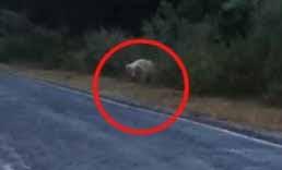Rare white bear spotted on a road in Chhattisgarh; passersby stop, stunned by the unique sight hindi news khabargali 