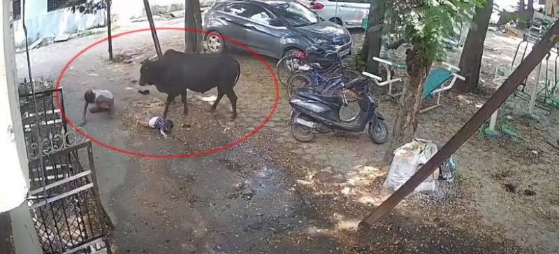 Rampage by a stray bull in Raipur: 15 people attacked; an elderly person and a child were lifted up and slammed to the ground. raipur chhattisgarh hindi news cg latest news khabargali 